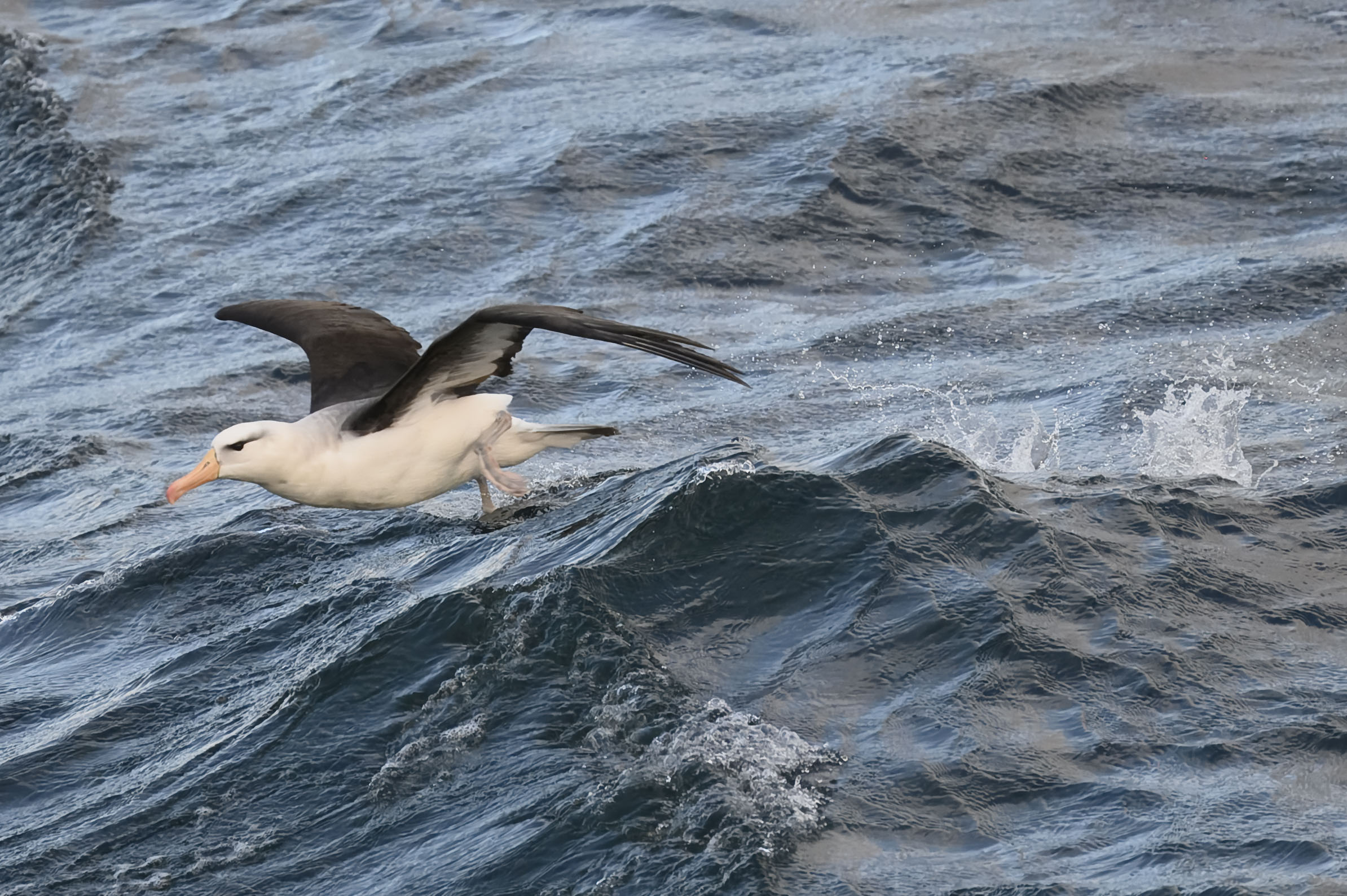 Cambio climático reduce hábitat de aves marinas según estudio de CEAZA