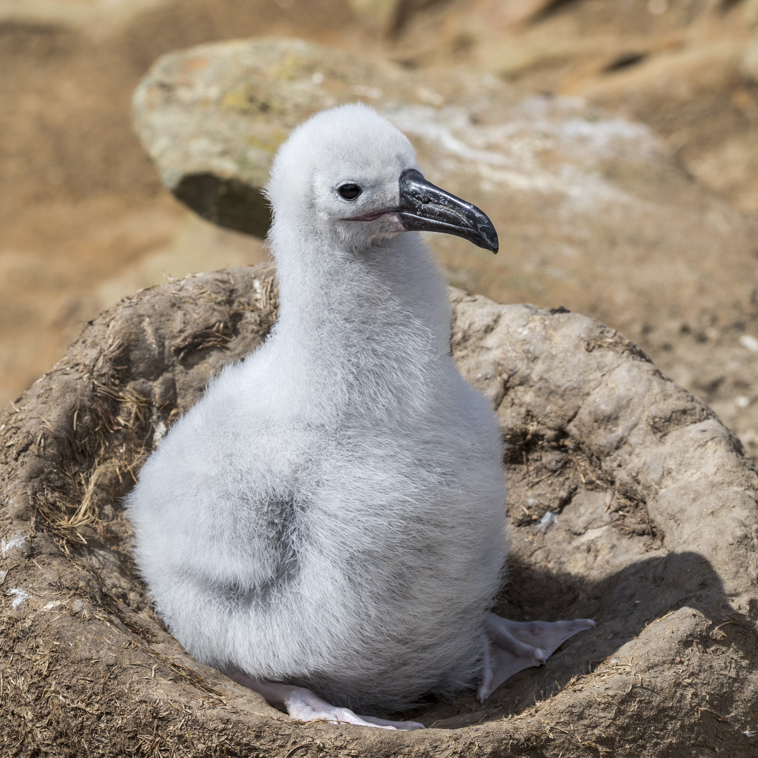 Cambio climático reduce hábitat de aves marinas según estudio de CEAZA — foto 1