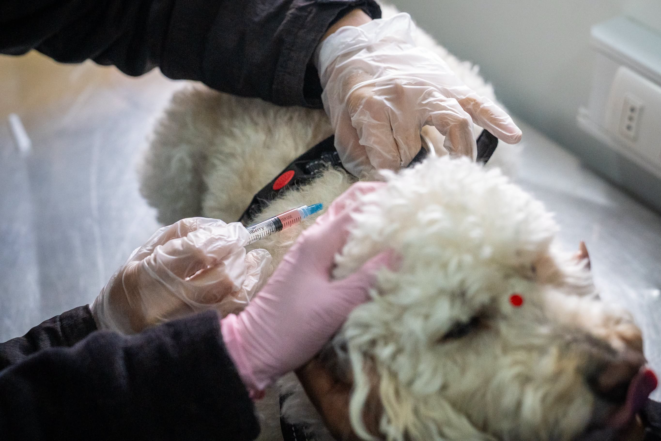 Municipalidad de Illapel realiza operativo veterinario gratuito para mascotas — foto 2