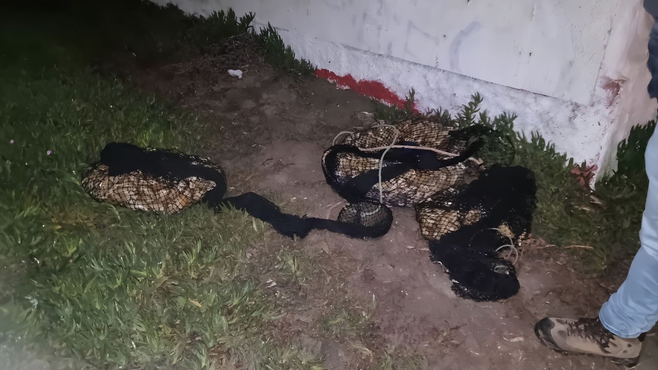 Cuatro detenidos por extracción ilegal de machas en Peñuelas — foto 2