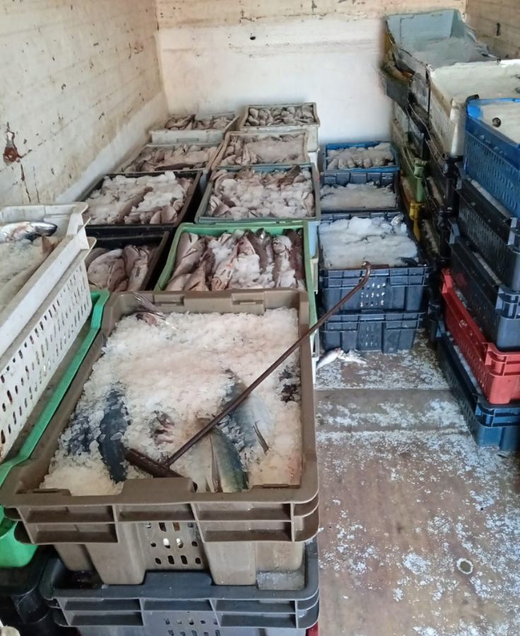 Incautan 1,9 toneladas de pescado ilegal en Terminal Pesquero de Coquimbo
