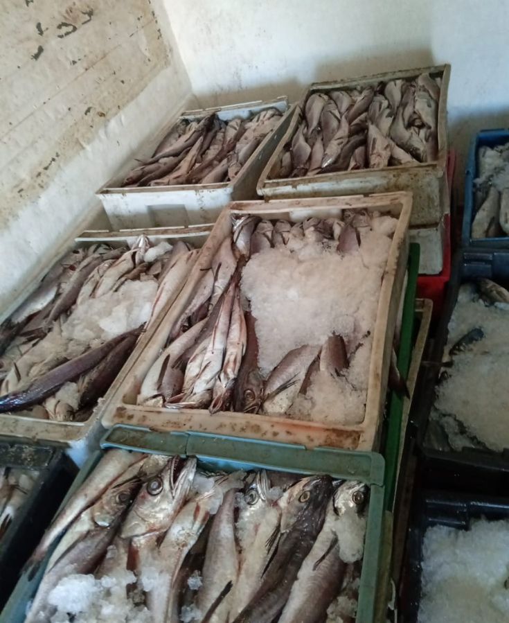 Incautan 1,9 toneladas de pescado ilegal en Terminal Pesquero de Coquimbo — foto 2