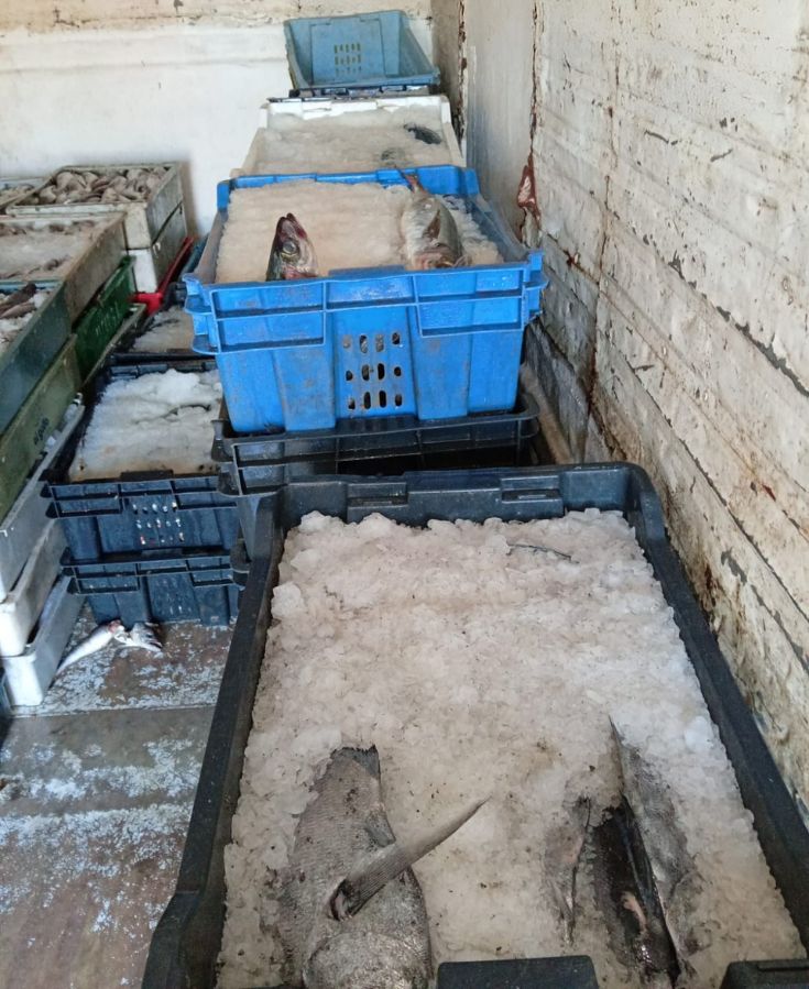 Incautan 1,9 toneladas de pescado ilegal en Terminal Pesquero de Coquimbo — foto 3