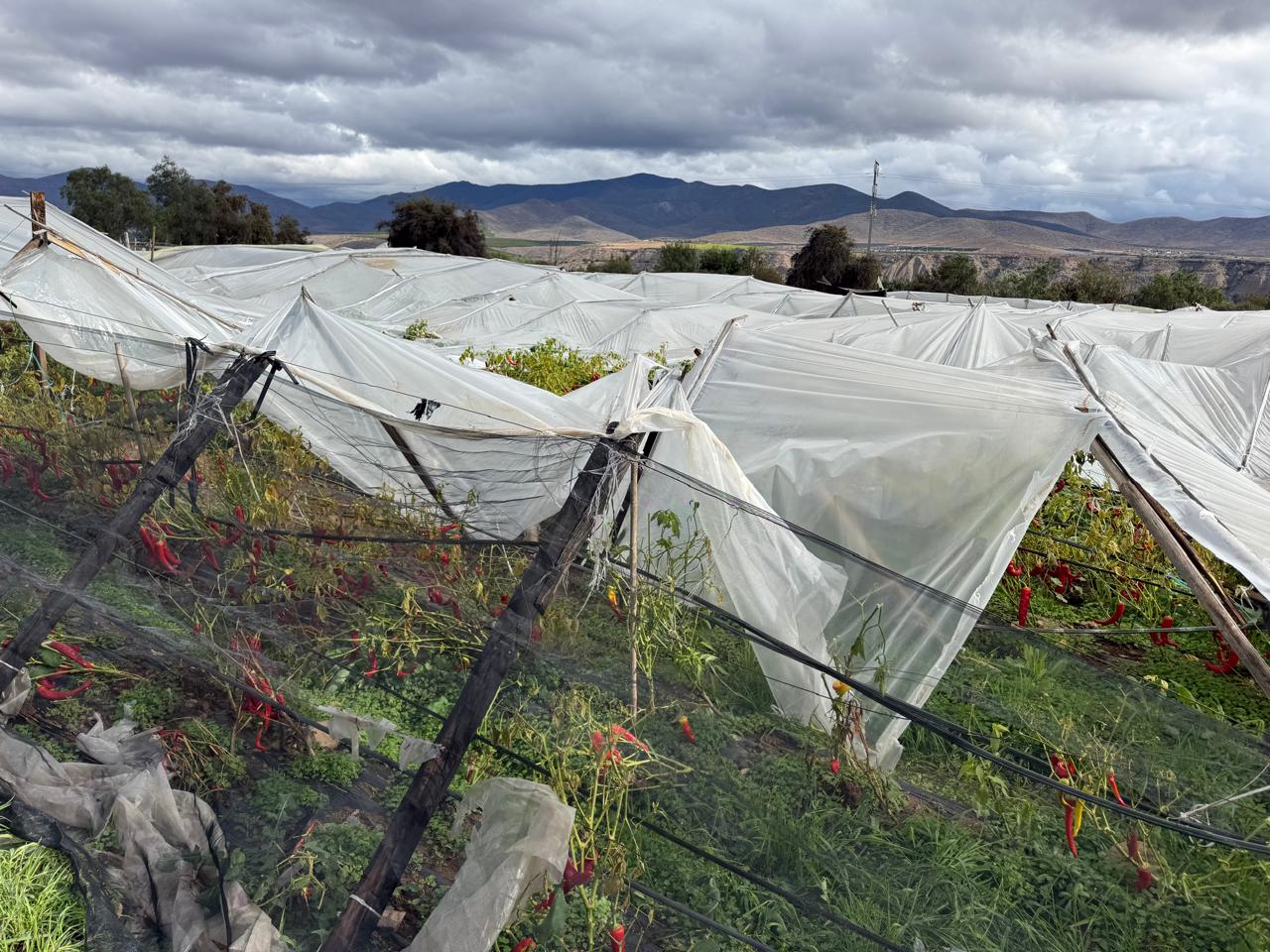 Agricultura declara emergencia agrícola en Coquimbo por sistema frontal — foto 2