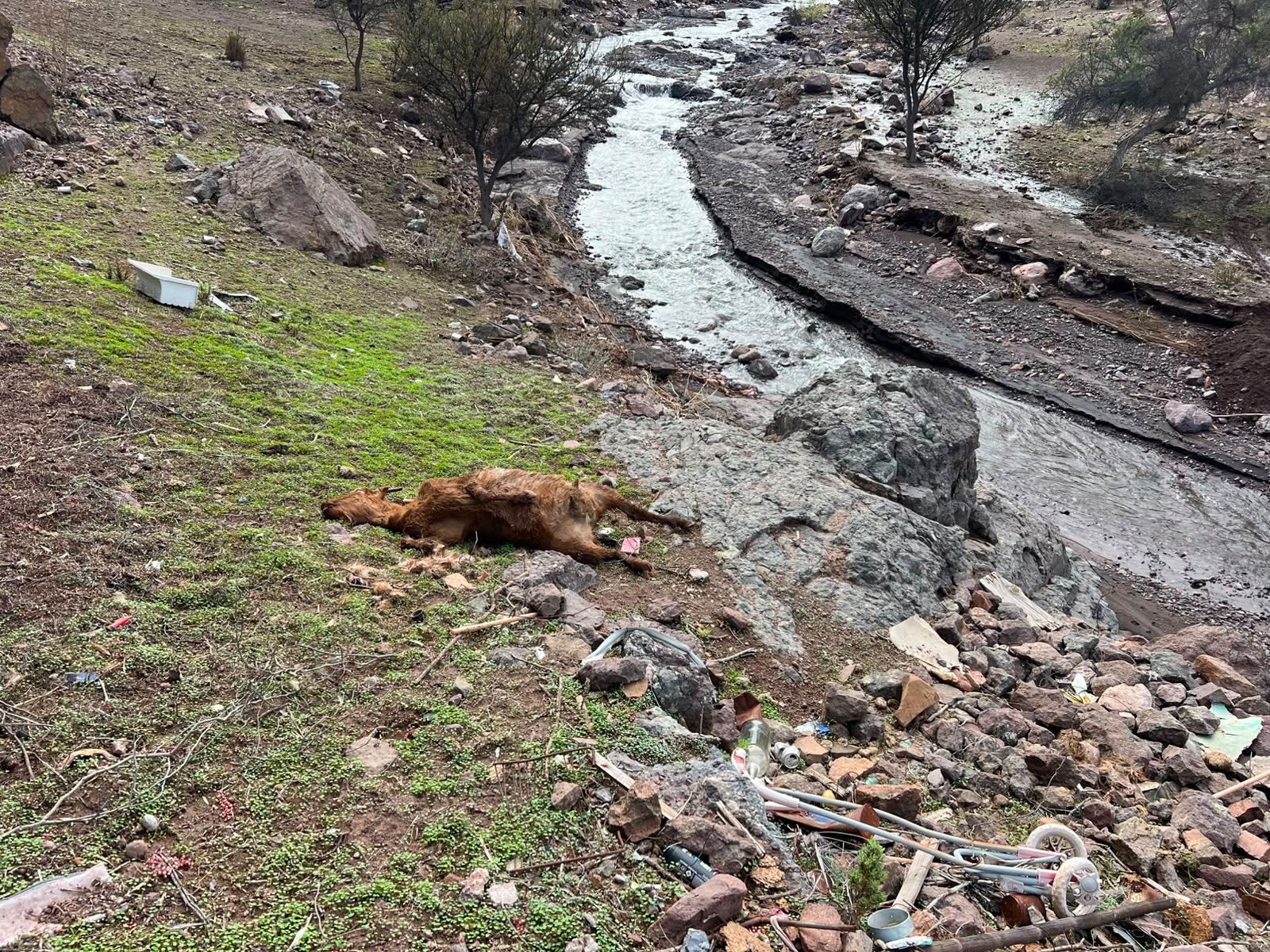 Sistema frontal deja más de 2.000 cabras muertas en Monte Patria — foto 1