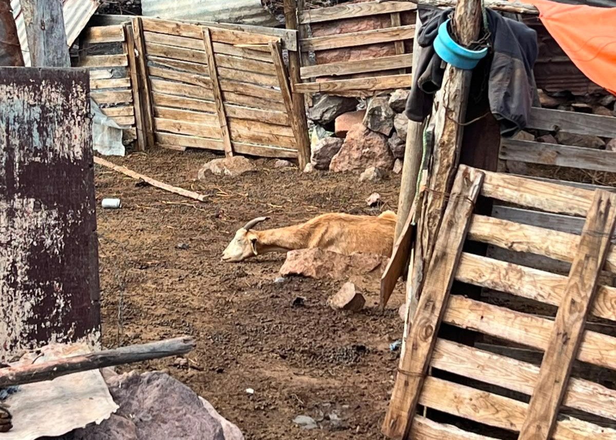 Sistema frontal deja más de 2.000 cabras muertas en Monte Patria — foto 2