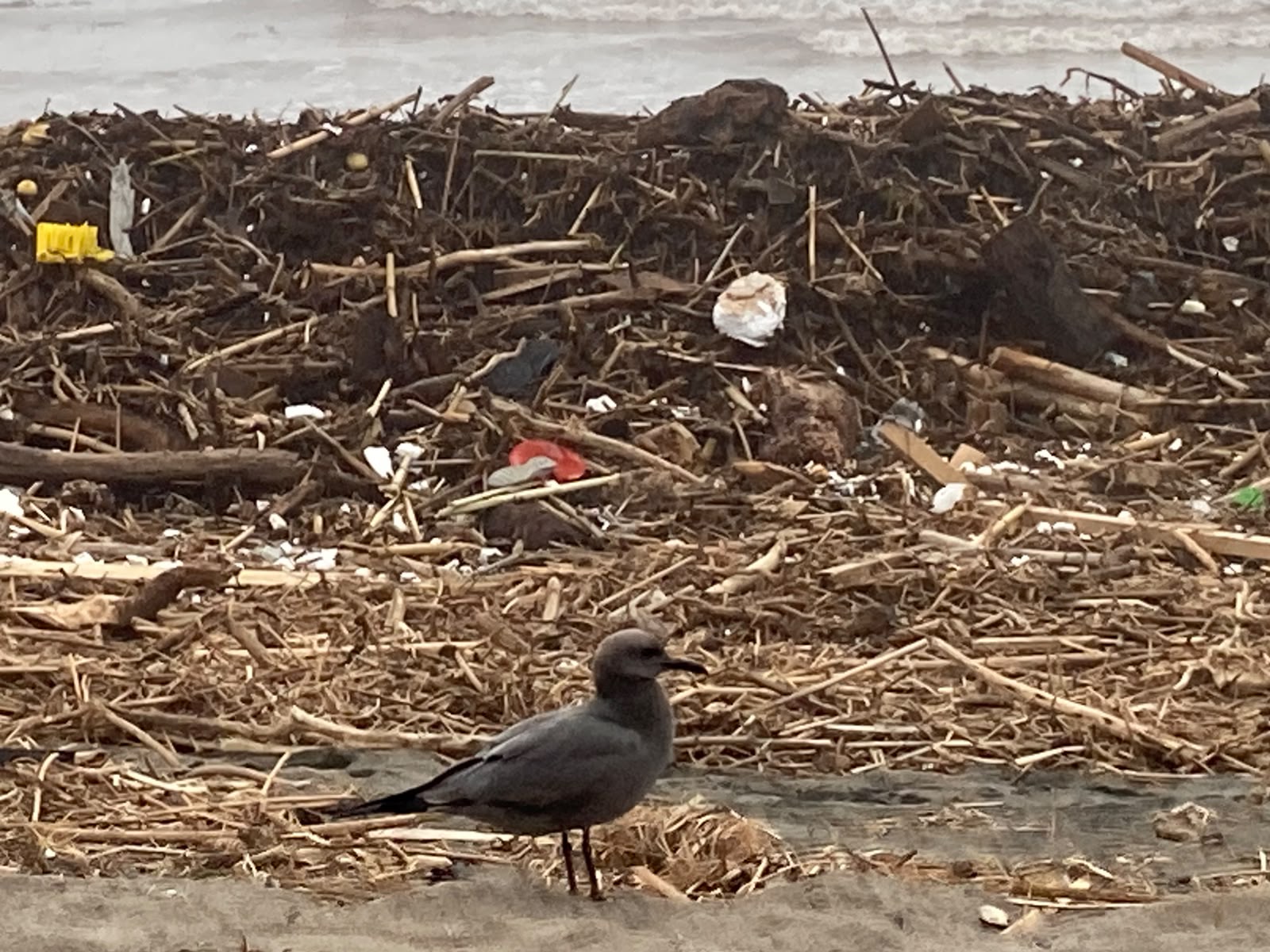 Autoridades coordinan limpieza de playas en La Serena con resguardo ambiental — foto 1