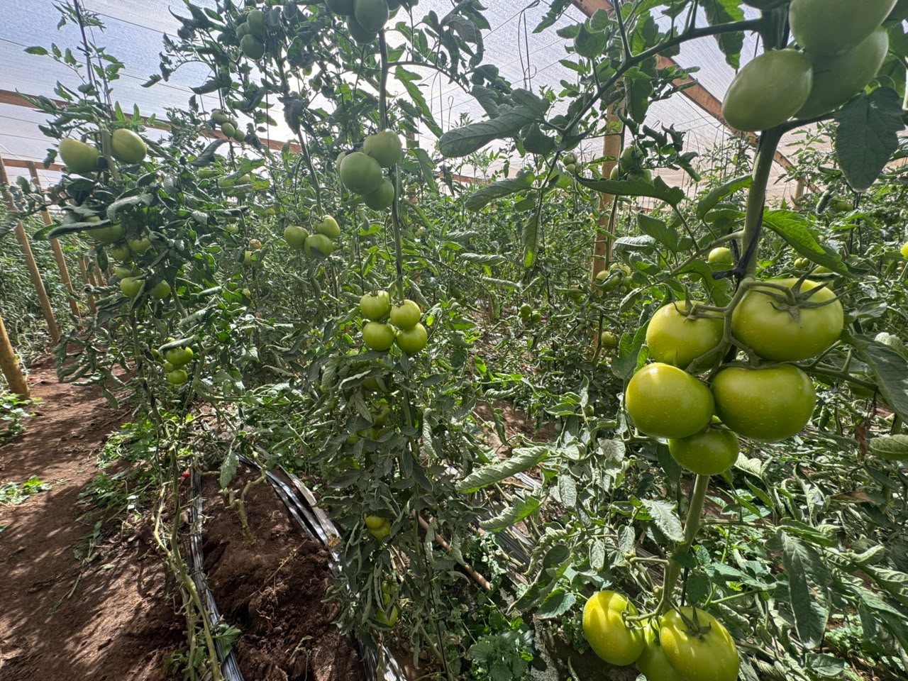 Corfo implementa tecnología de riego inteligente para 30 agricultores de Ovalle — foto 2