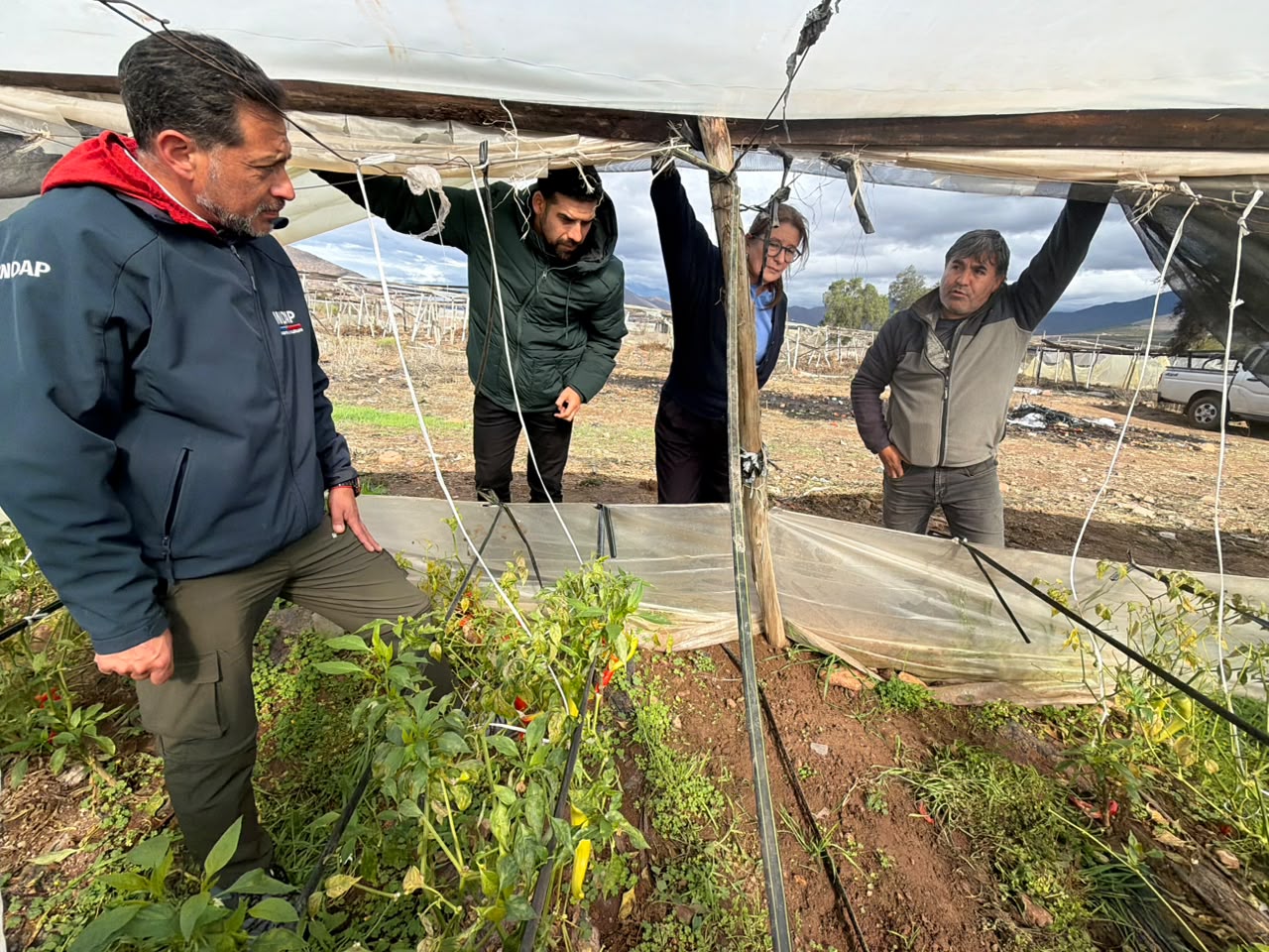 INDAP prorroga por 90 días pago de créditos tras sistema frontal en Coquimbo — foto 2