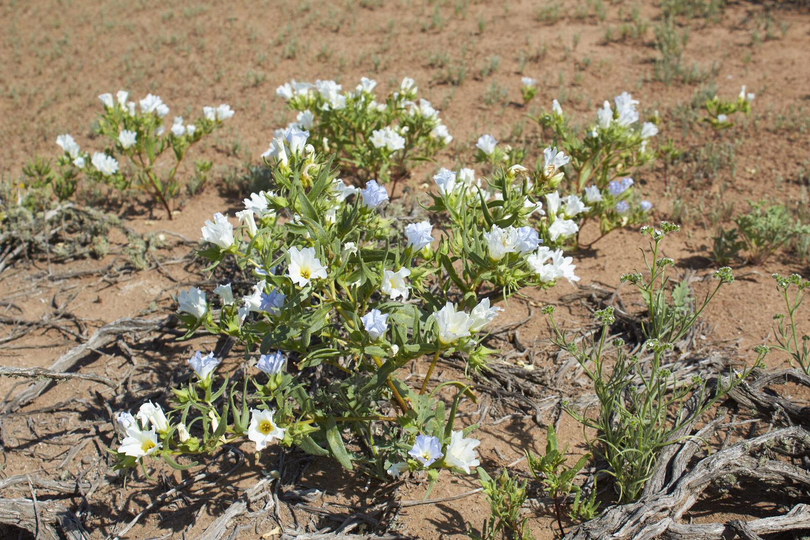 Especialistas del CEAZA proyectan desierto florido comparable al de 1997