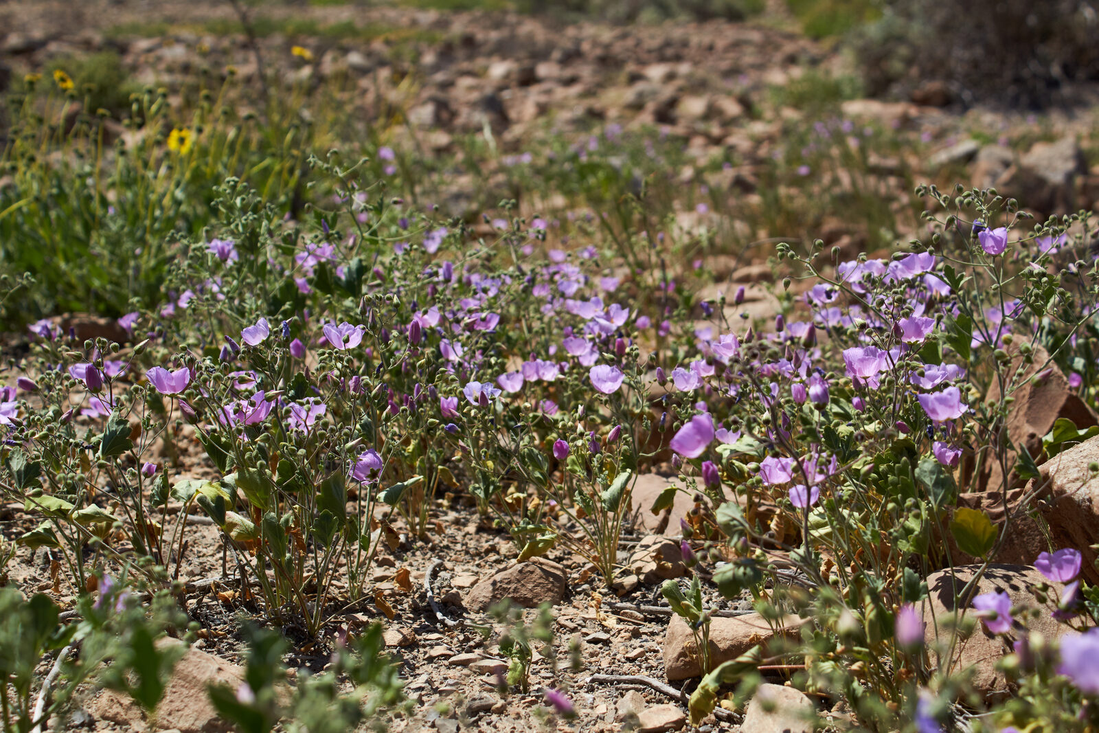 Especialistas del CEAZA proyectan desierto florido comparable al de 1997 — foto 2