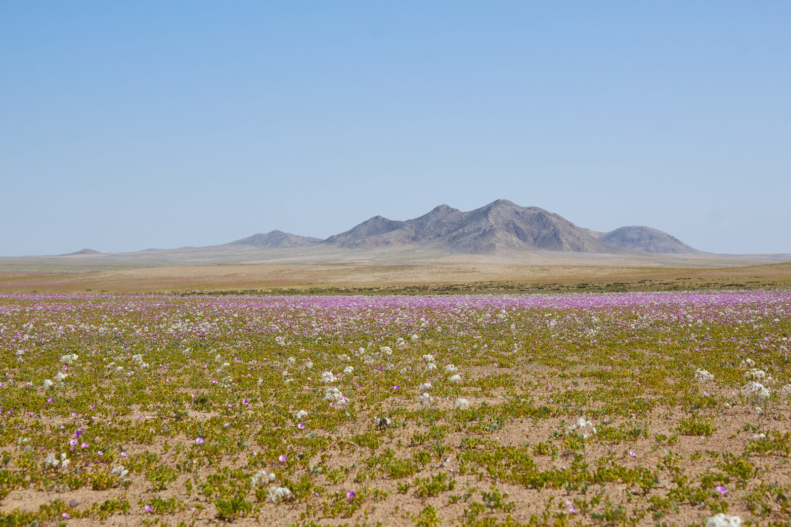 Especialistas del CEAZA proyectan desierto florido comparable al de 1997 — foto 1
