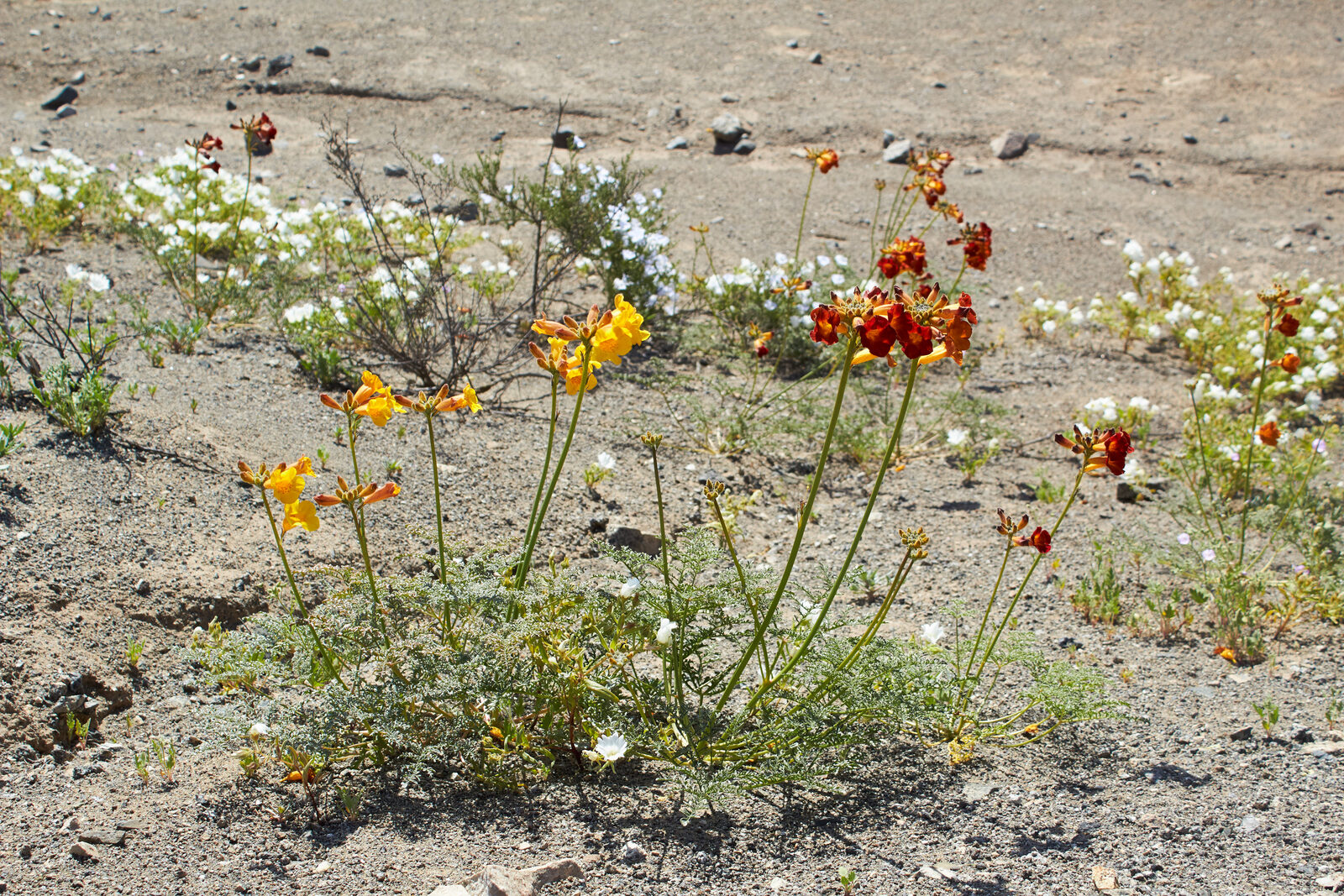 Especialistas del CEAZA proyectan desierto florido comparable al de 1997 — foto 3
