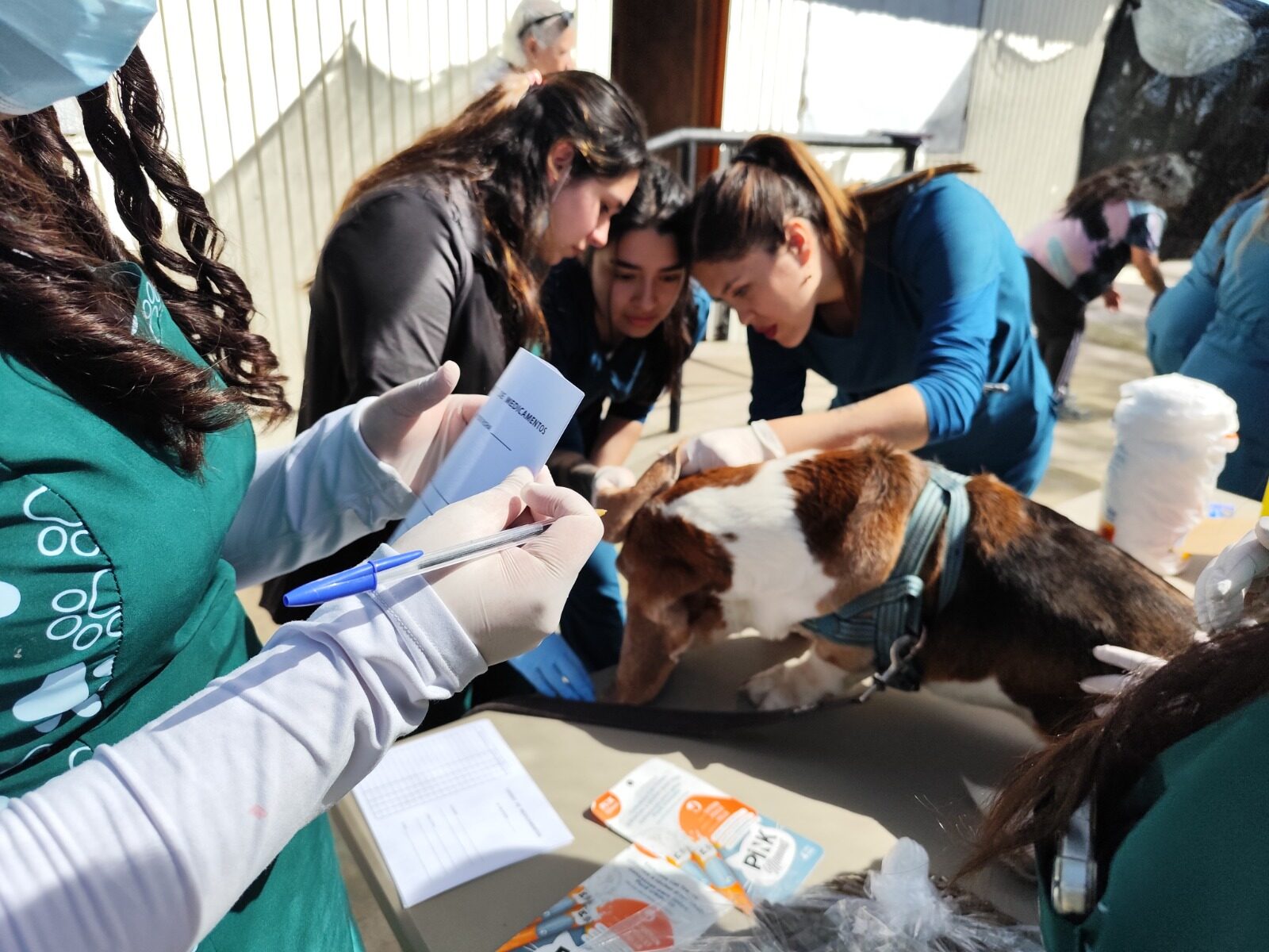 Operativo veterinario gratuito benefició a más de 20 mascotas en Tierras Blancas — foto 2