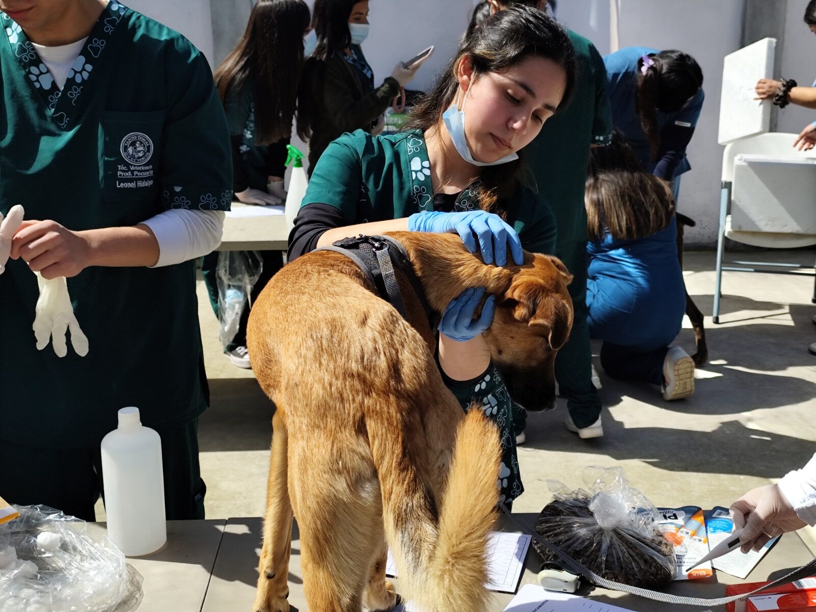 Operativo veterinario gratuito benefició a más de 20 mascotas en Tierras Blancas
