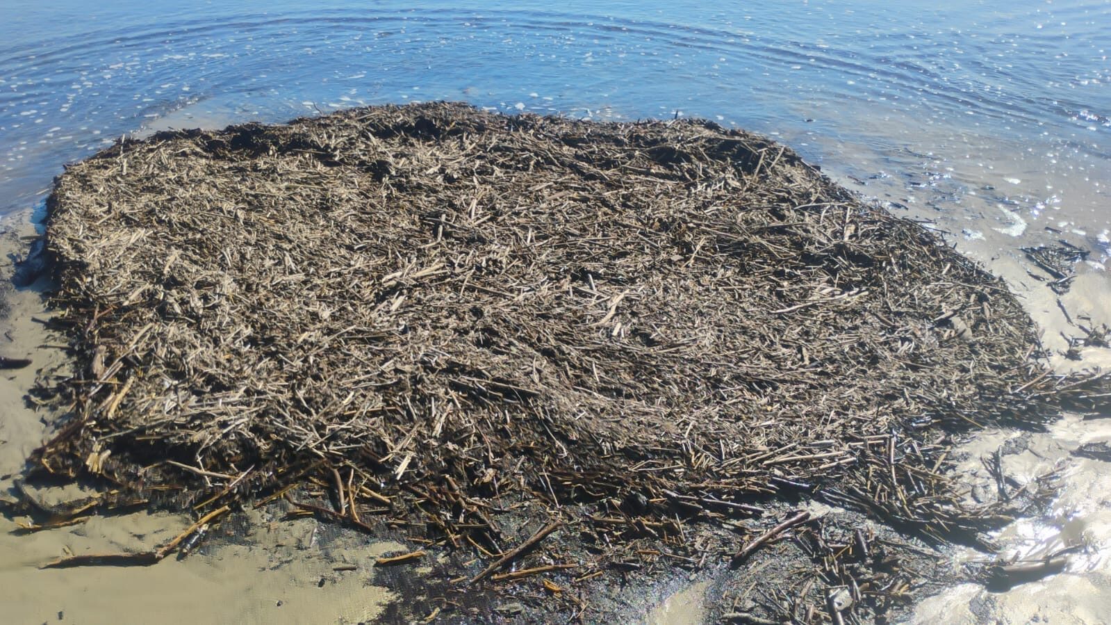 Los Vilos culmina limpieza del borde costero de Pichidangui tras sistema frontal — foto 6