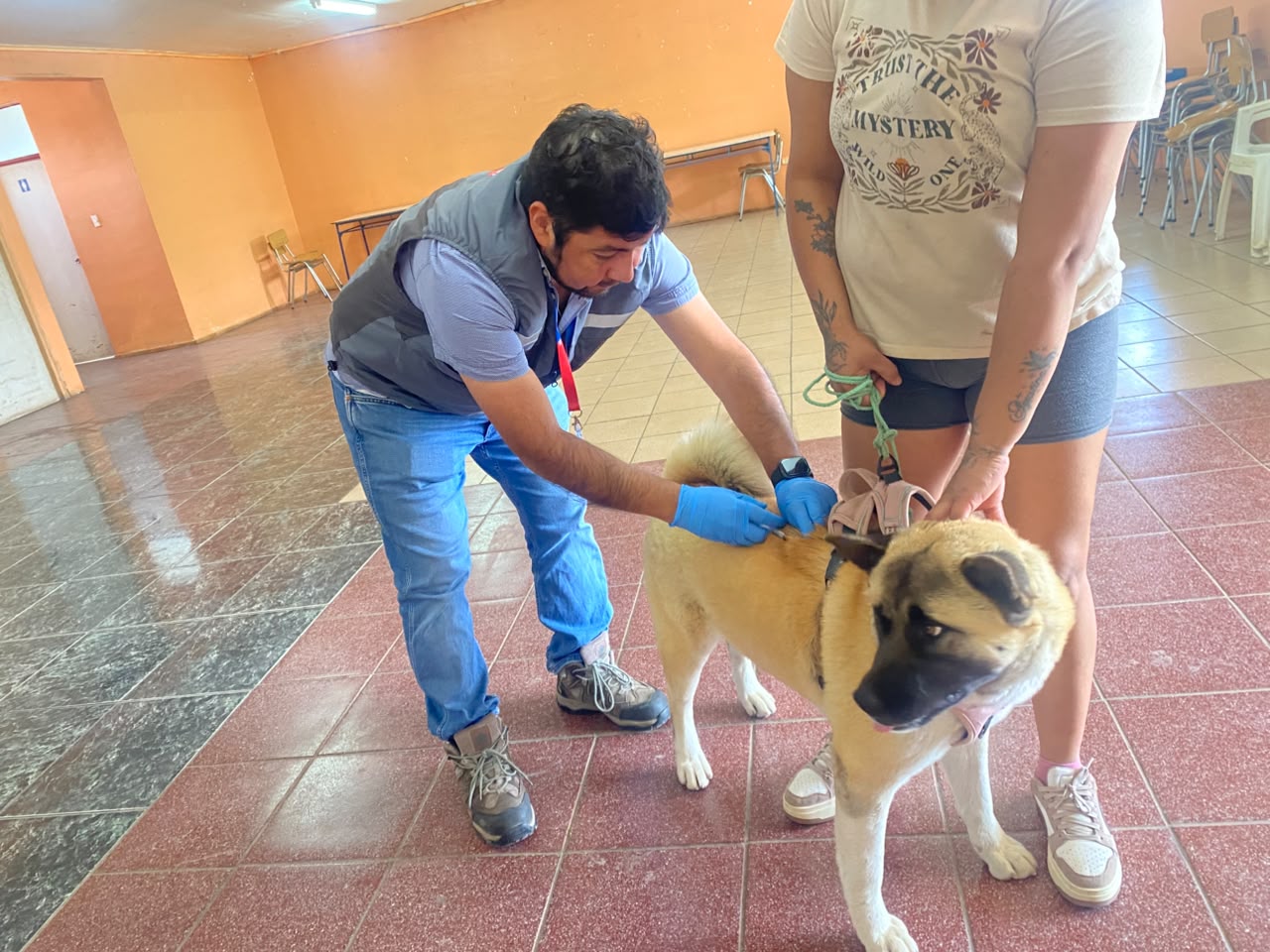 Más de 300 mascotas vacunadas contra la rabia en la región — foto 3