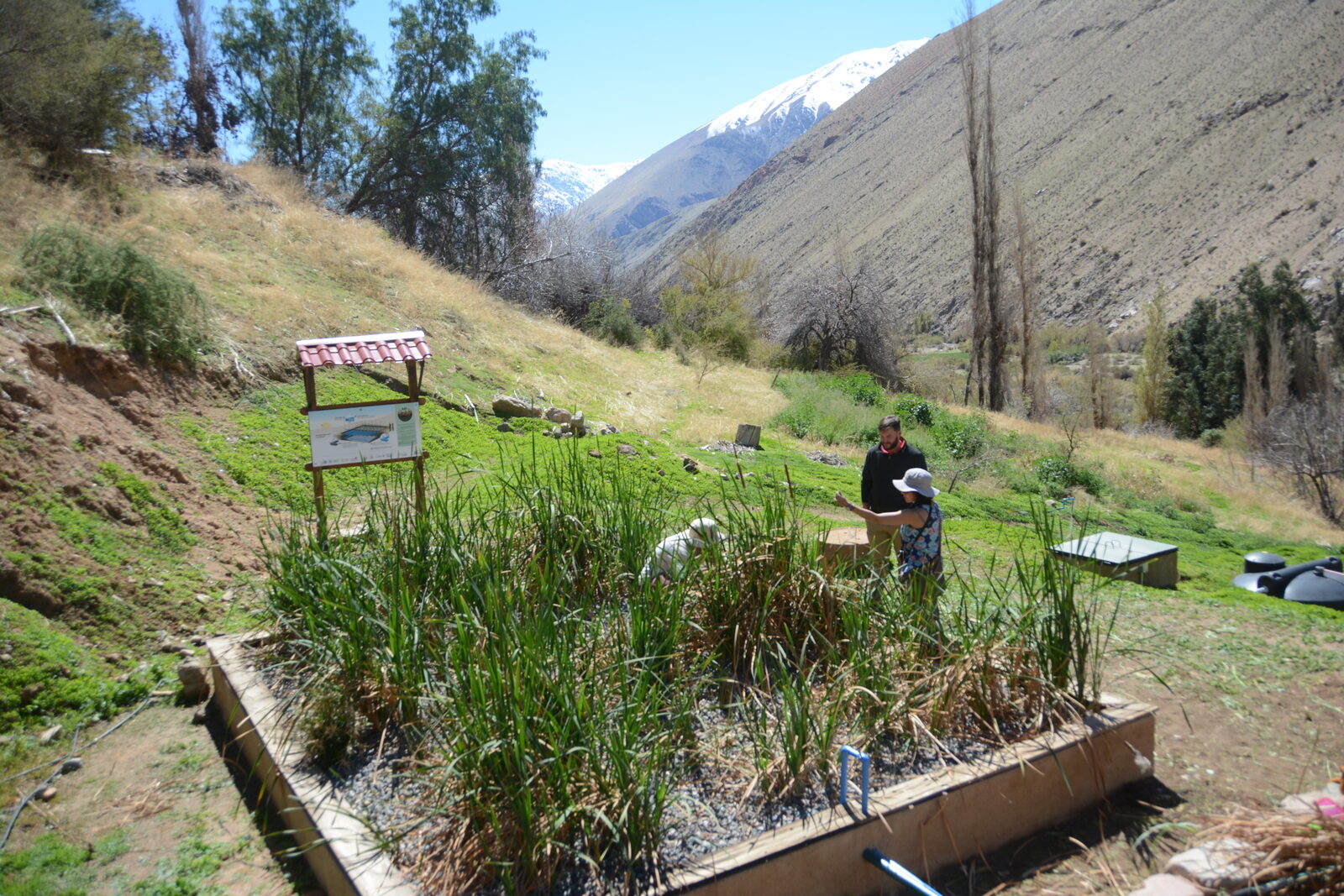 Humedal depurador en el Valle de Elqui transforma aguas residuales en agua apta para riego — foto 1