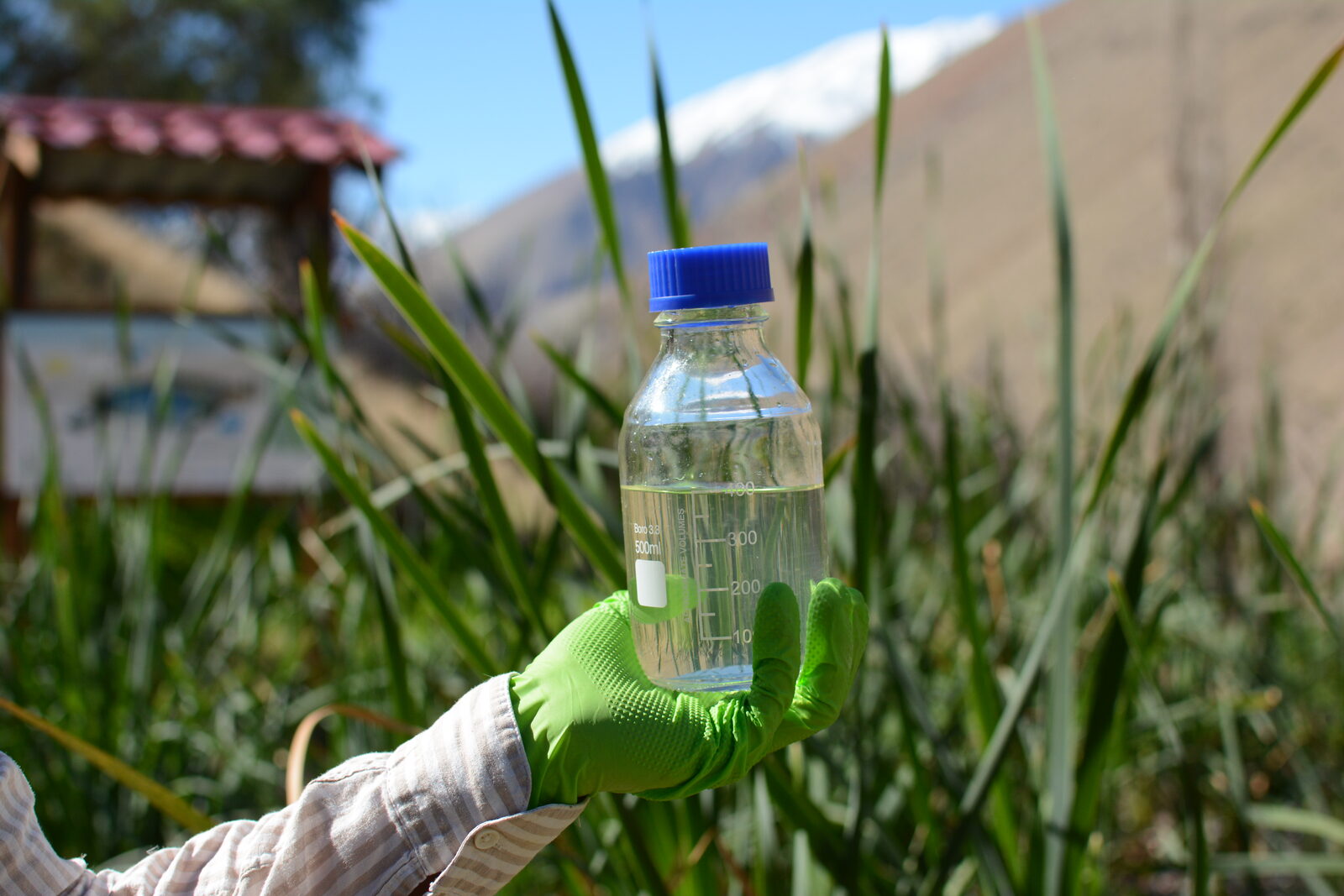 Humedal depurador en el Valle de Elqui transforma aguas residuales en agua apta para riego