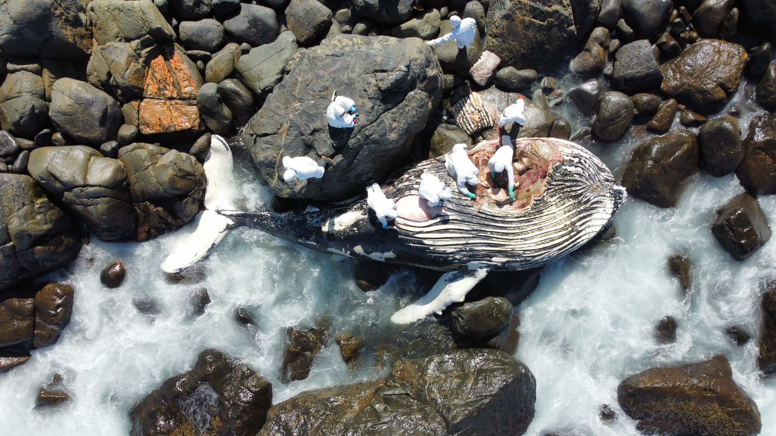 Ballena jorobada juvenil varó muerta en Punta Teatinos — foto 2