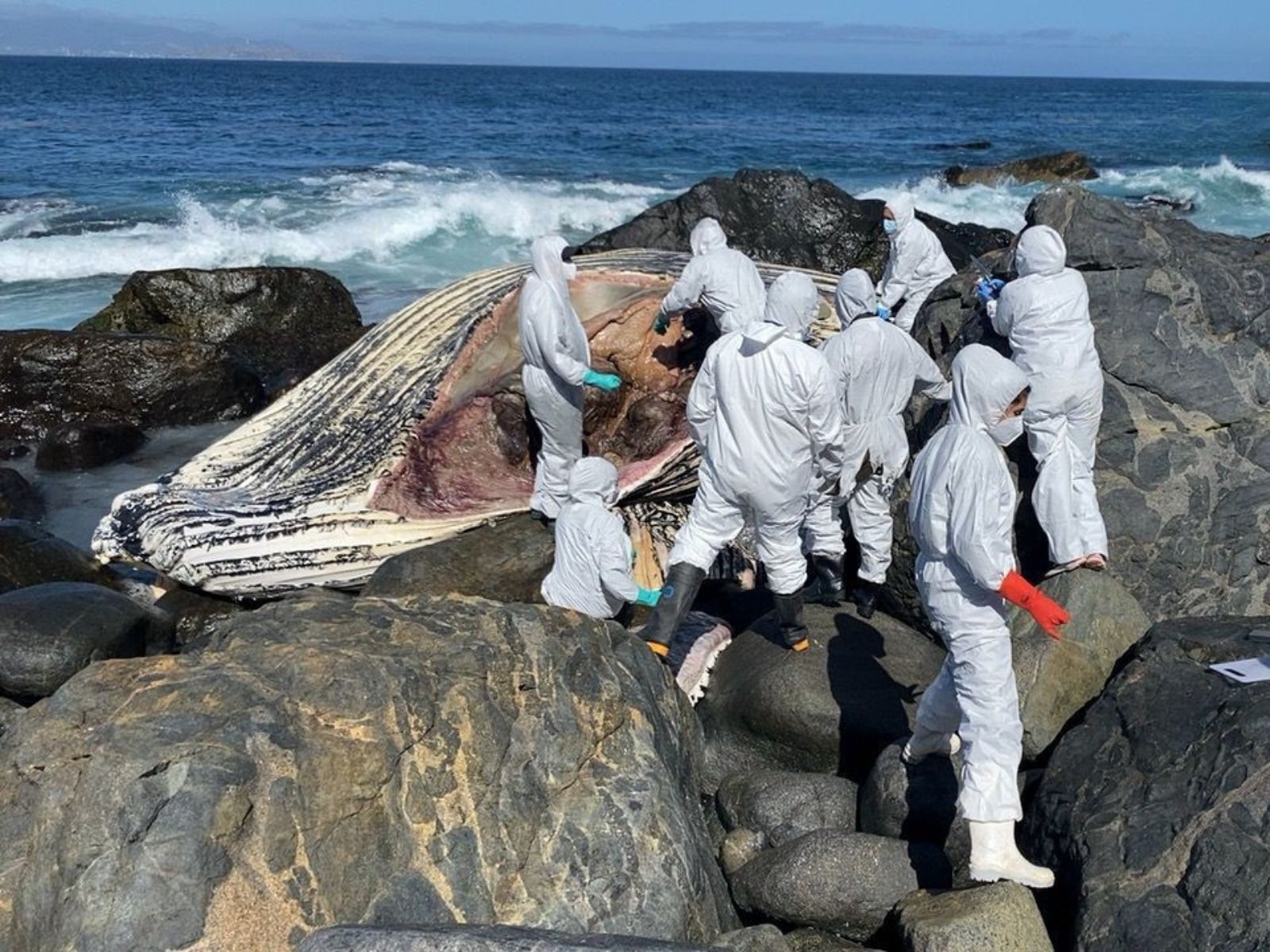 Ballena jorobada juvenil varó muerta en Punta Teatinos — foto 3