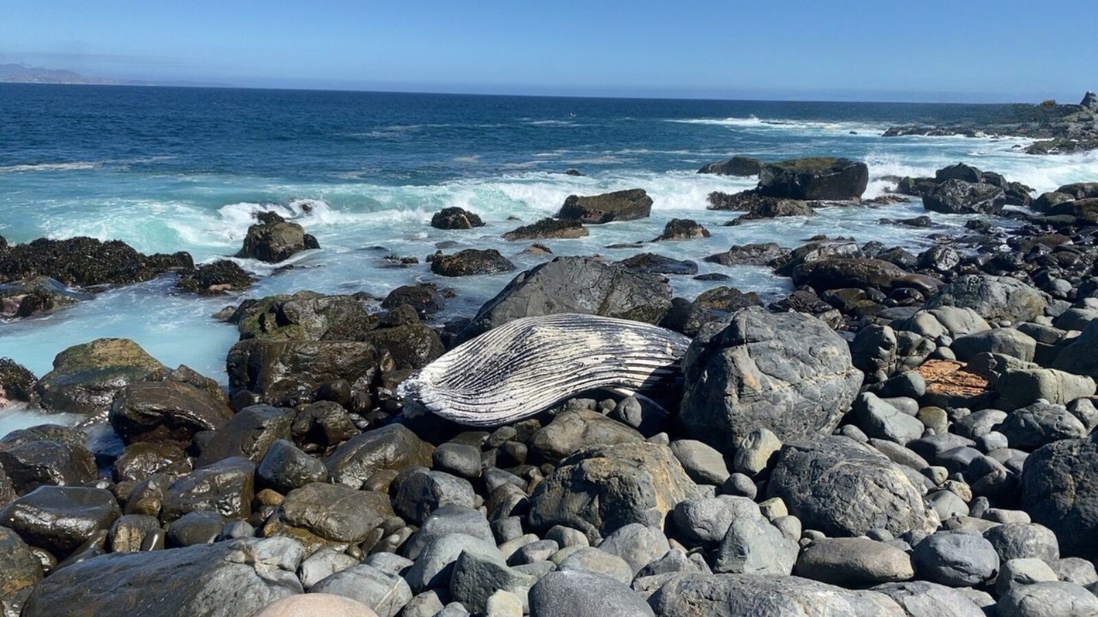 Ballena jorobada juvenil varó muerta en Punta Teatinos