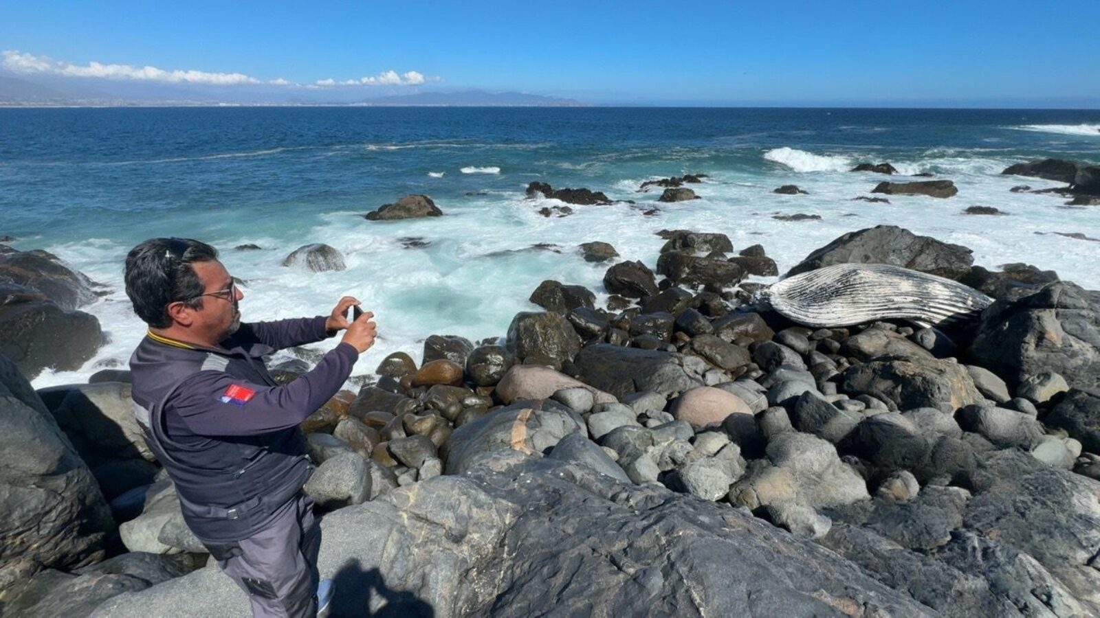 Ballena jorobada juvenil varó muerta en Punta Teatinos — foto 1