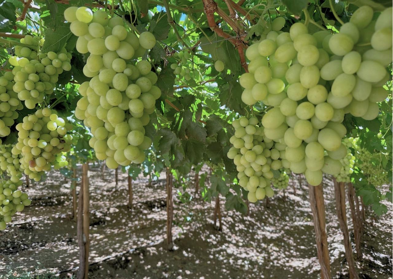 CAPEL y Corfo lanzan programa para mejorar eficiencia hídrica de 30 productores pisqueros — foto 4
