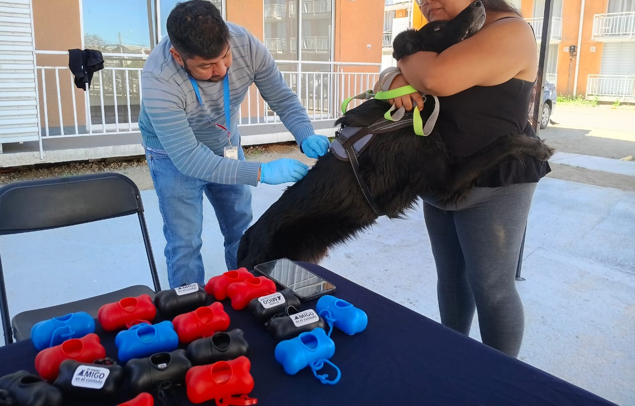 Confirman caso de rabia en murciélago en Ovalle
