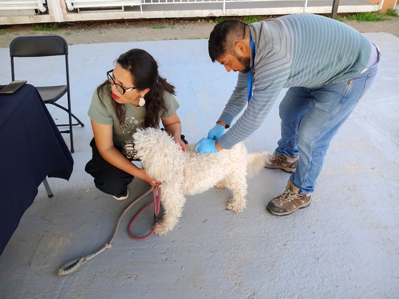 Confirman caso de rabia en murciélago en Ovalle — foto 1