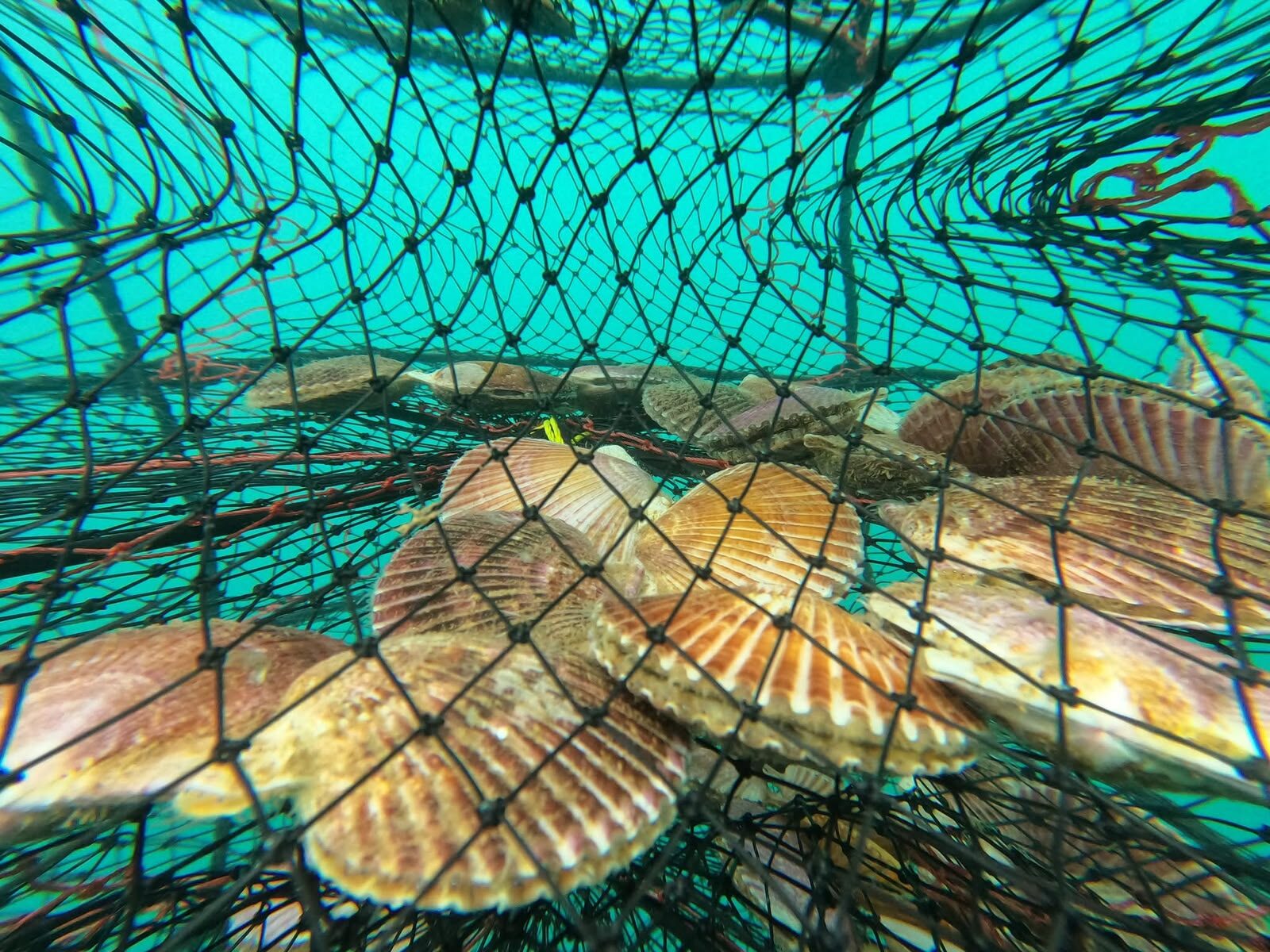 Granjas marinas se posicionan como alternativa productiva para pescadores de La Higuera