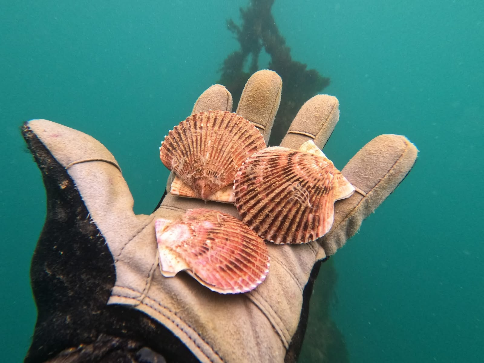Granjas marinas se posicionan como alternativa productiva para pescadores de La Higuera — foto 5