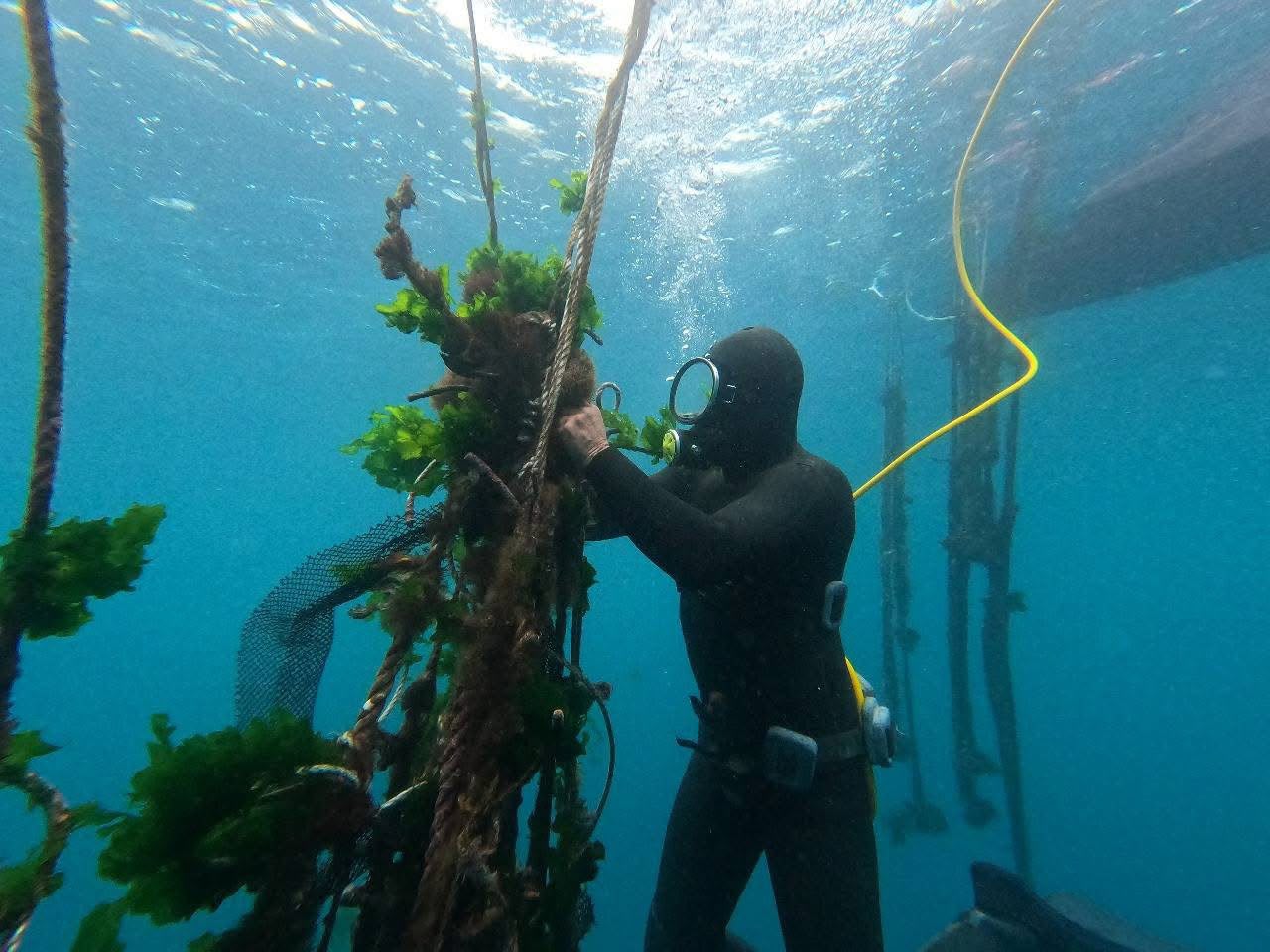 Granjas marinas se posicionan como alternativa productiva para pescadores de La Higuera — foto 6