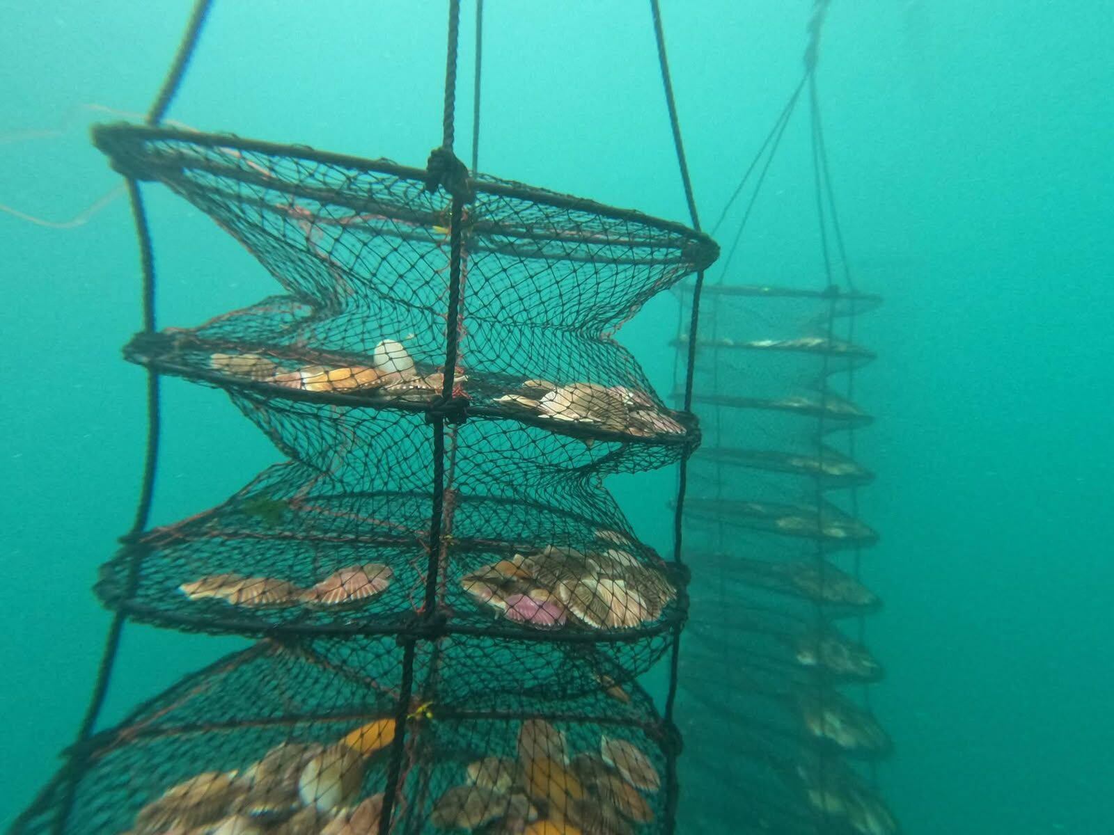 Granjas marinas se posicionan como alternativa productiva para pescadores de La Higuera — foto 7