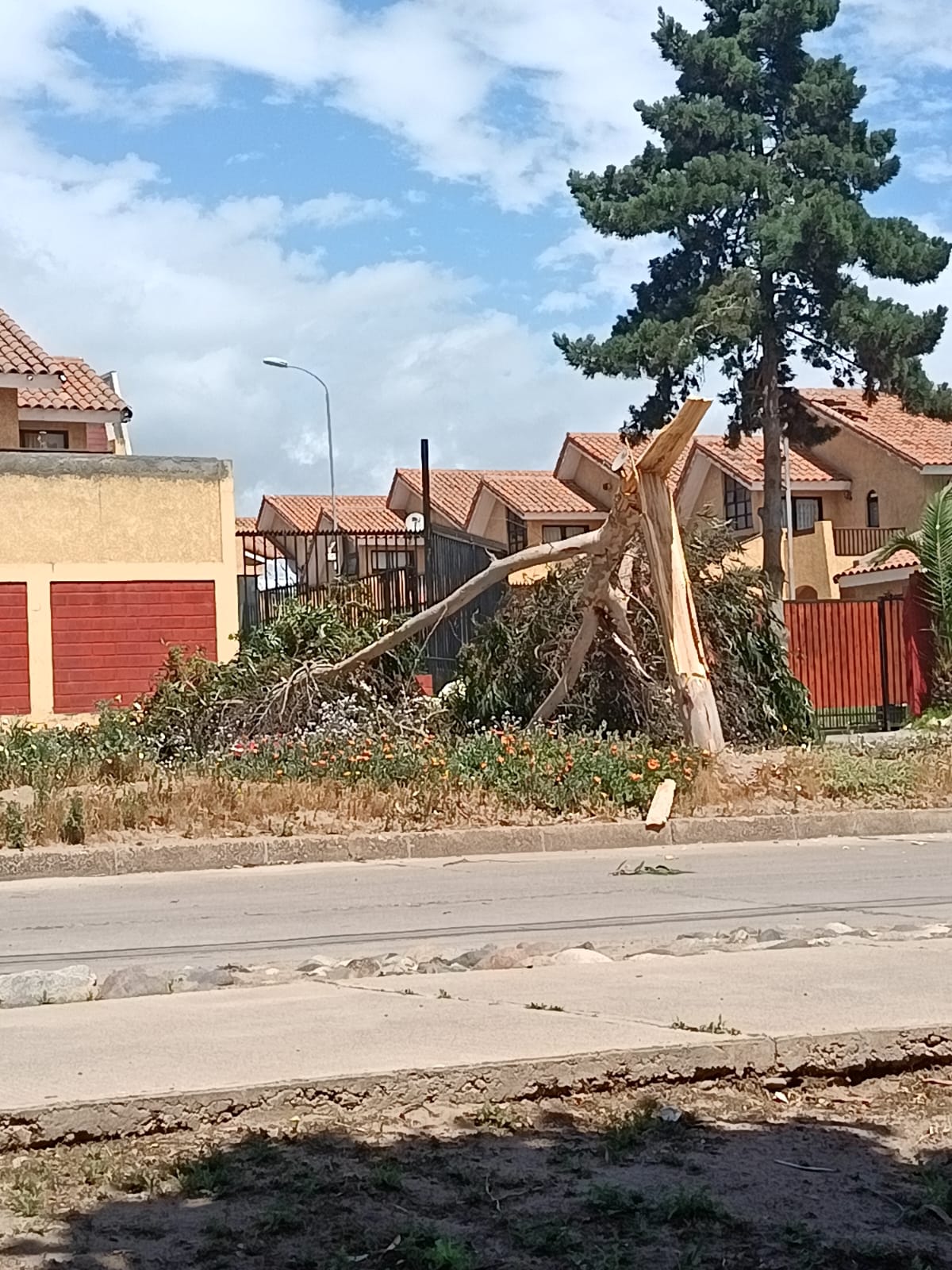Municipio de La Serena resuelve 54 de 106 emergencias por vientos — foto 3
